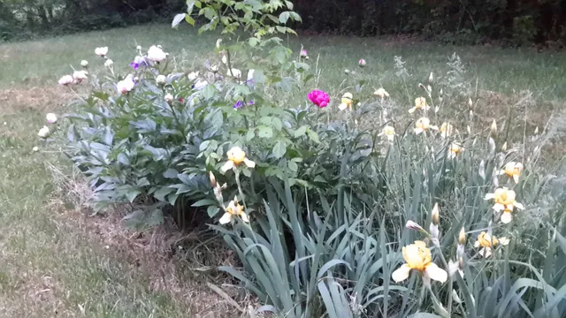 a view of a garden with large trees