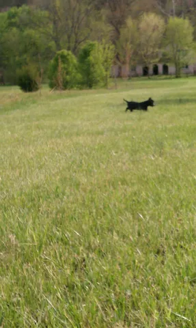 a view of backyard with green space