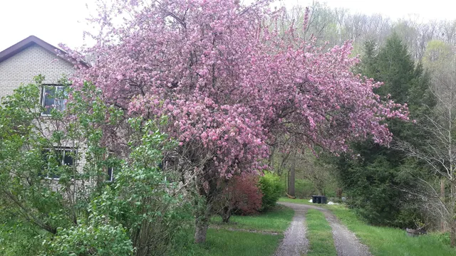 a view of a forest with lots of trees