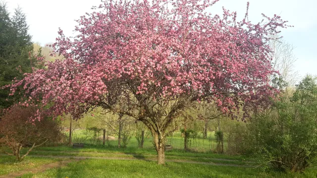 a view of tree is sitting in middle of forest