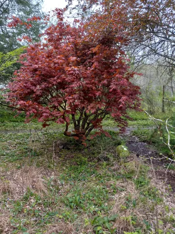 a view of a large yard with lots of bushes