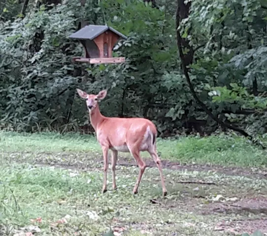 a view of empty field with large trees