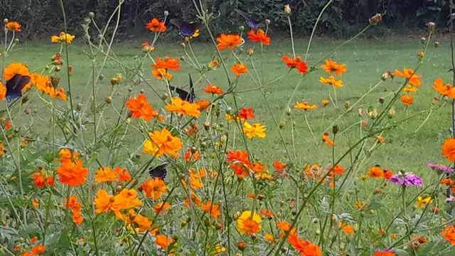 a view of a yard with a large tree