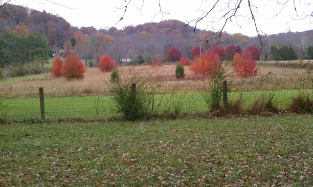 a backyard of a house with lots of green space