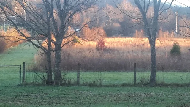 a view of a yard with a tree