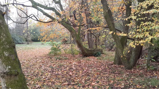 a view of yard with green space