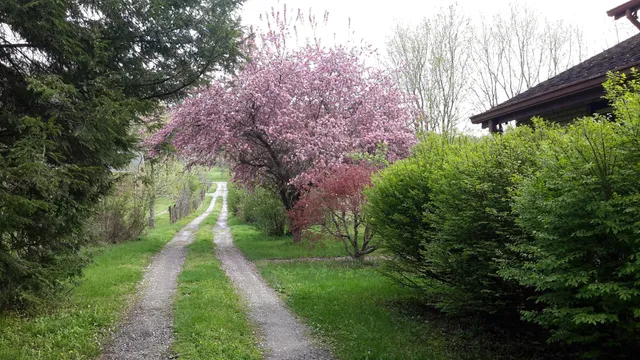 a backyard of a house with lots of green space