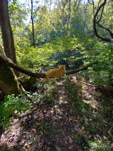 a view of a water pond with green field