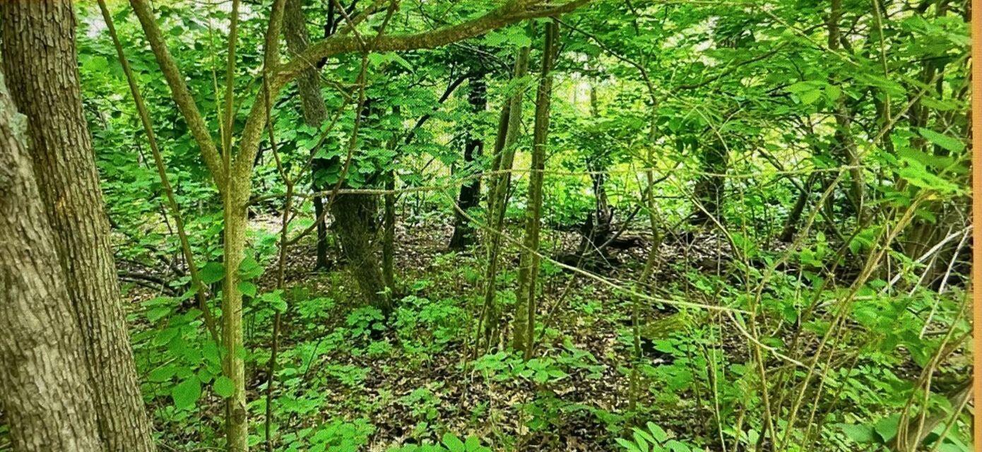 Lt1 Lost Nation Road La Grange, WI 53121 - Photo 5 of 7 Wooded, sloping, tons of wildlife!