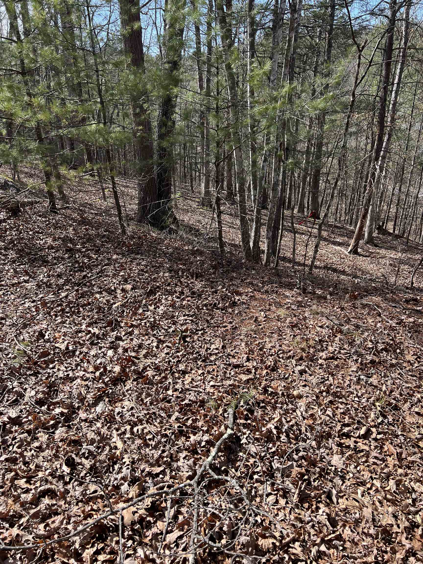 0 Chestnut Ridge Road Mount Jackson, VA 22842 - Photo 6 of 6 a view of a forest that has a tree