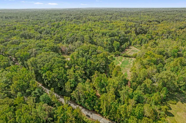 a view of a lush green forest