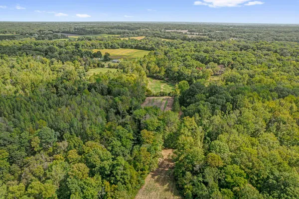 a view of a lush green forest