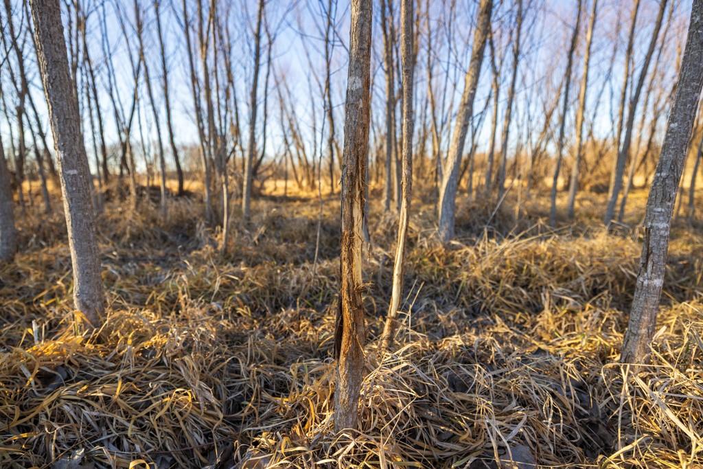 41-acres South Pryor Road Pleasant Hill, MO 64080 - Photo 61 of 80