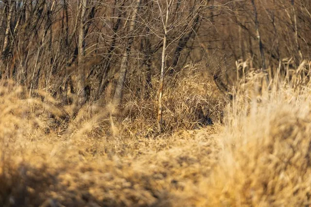 $538,200 | 41-acres South Pryor Road, Pleasant Hill, MO 64080