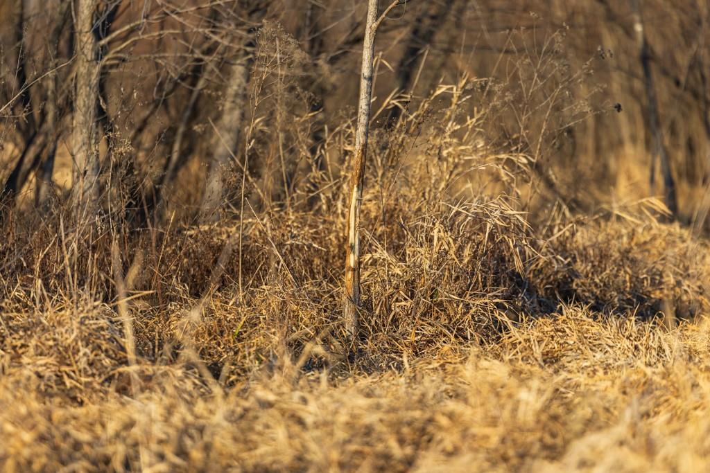 41-acres South Pryor Road Pleasant Hill, MO 64080 - Photo 77 of 80
