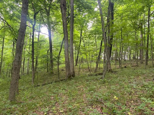 11262 Scotts Ridge Road Rising Sun, IN 47040 - Photo 24 of 54