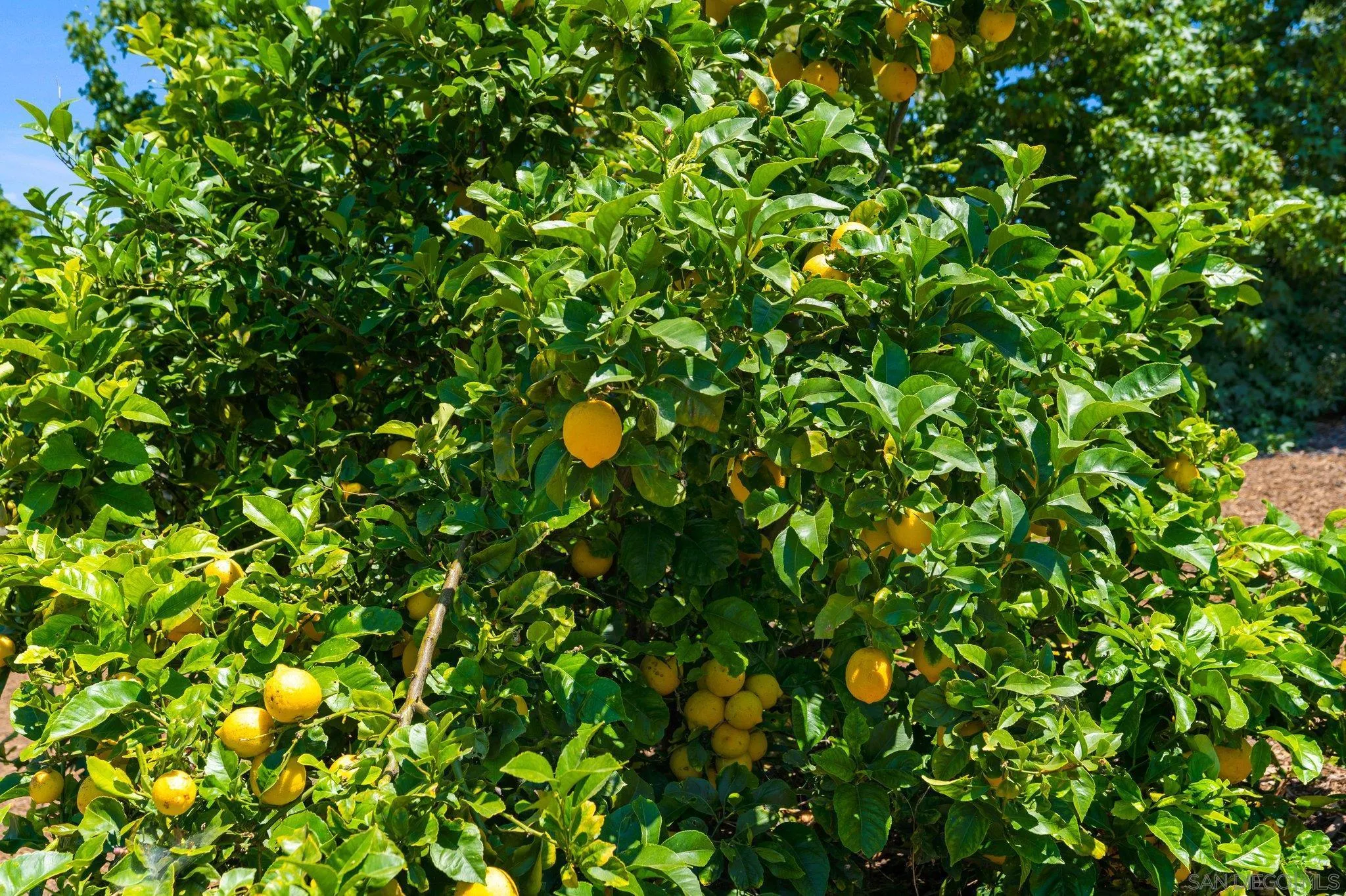 3111 Brookside Lane Encinitas, CA 92024 - Photo 37 of 40 a view of a tree