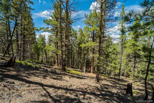 a view of a yard with plants and trees