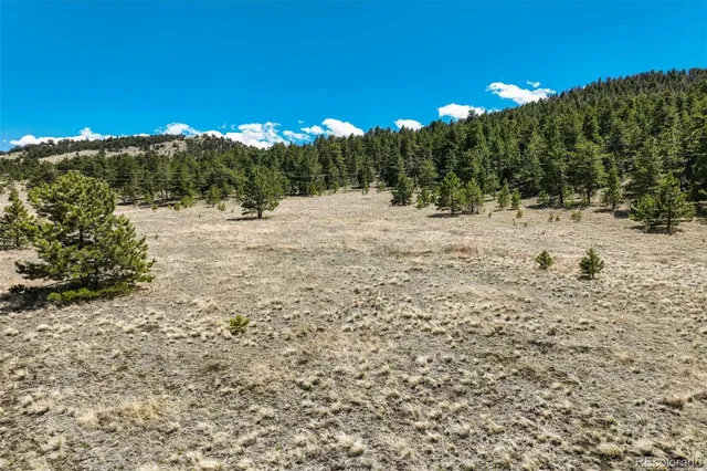 a view of a yard with trees