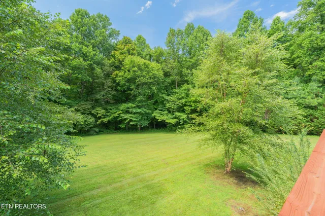 a view of a big yard with plants and large trees