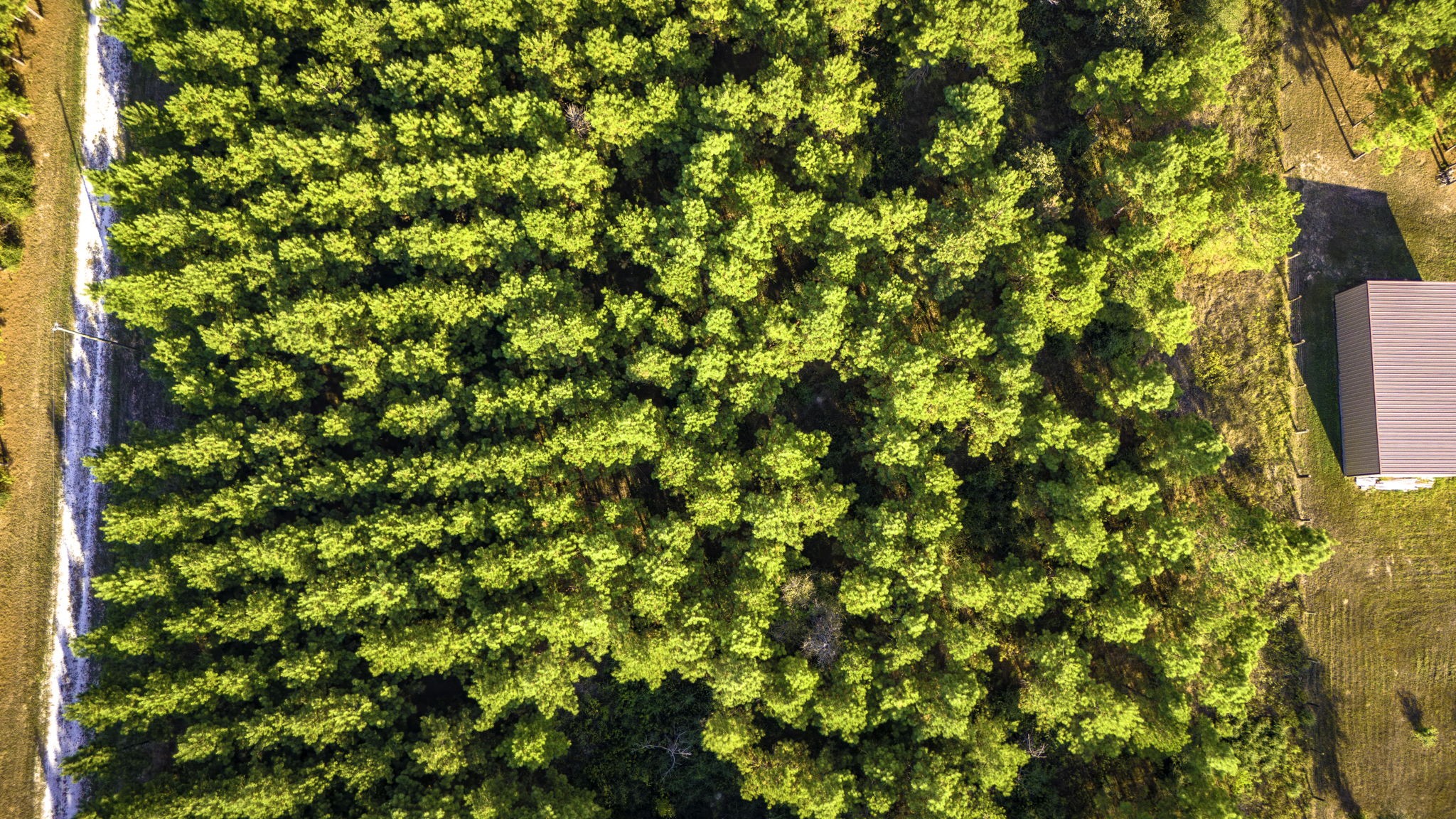 Lot 9 Nursery Road Livingston, TX 77351 - Photo 18 of 27