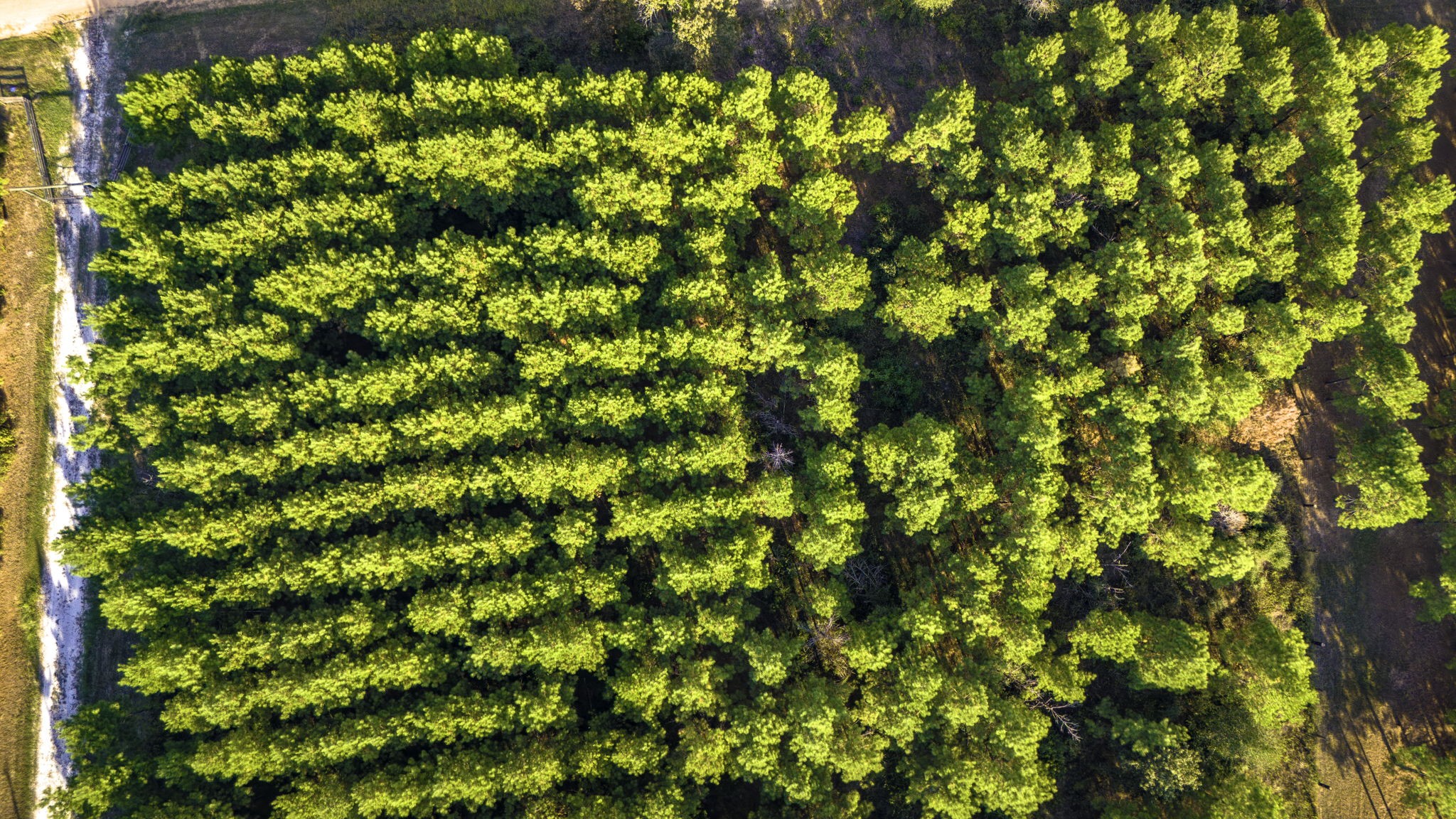 Lot 9 Nursery Road Livingston, TX 77351 - Photo 20 of 27