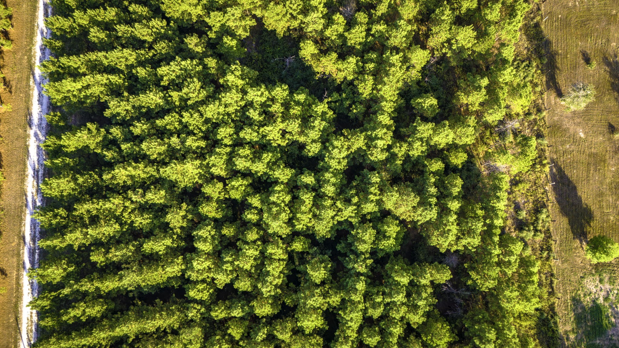 Lot 9 Nursery Road Livingston, TX 77351 - Photo 22 of 27