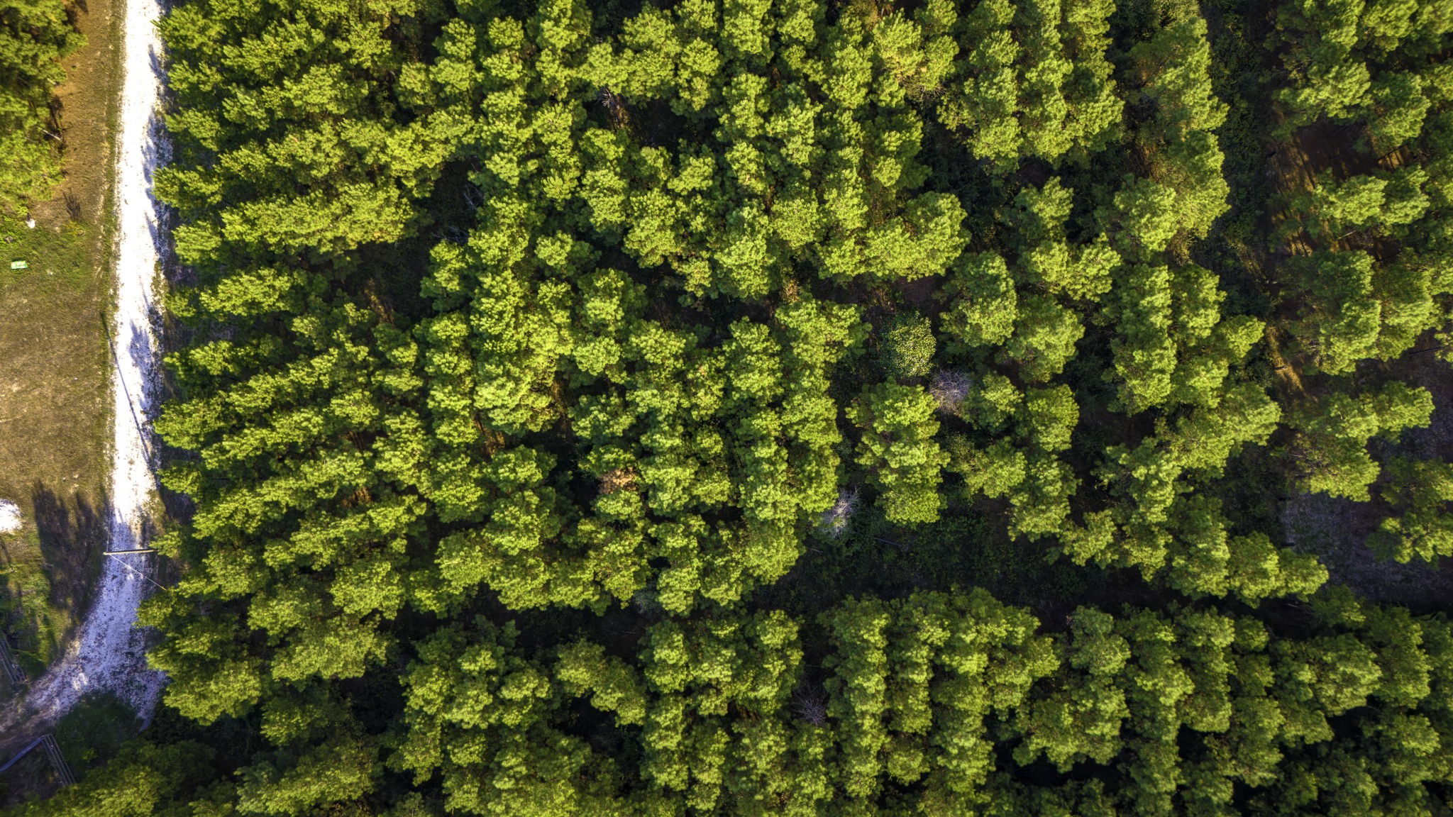 Lot 9 Nursery Road Livingston, TX 77351 - Photo 27 of 27