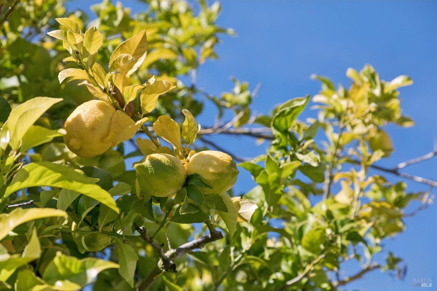 724 Alice Street Novato, CA 94945 - Photo 50 of 51