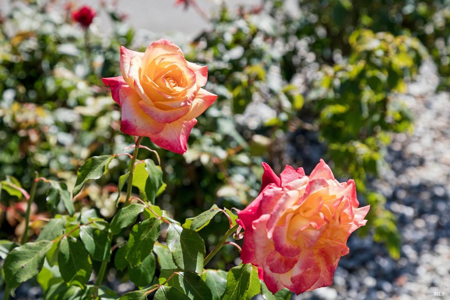 724 Alice Street Novato, CA 94945 - Photo 51 of 51