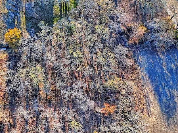 a view of a plants yard