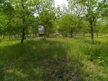 a view of a lush green space