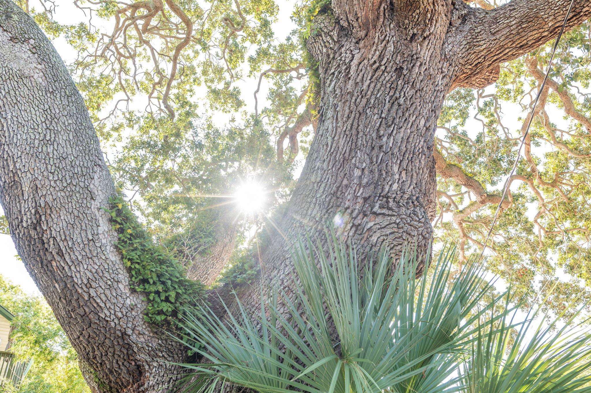 135 Blanco Street St. Augustine, FL 32084 - Photo 32 of 35 a picture of tree
