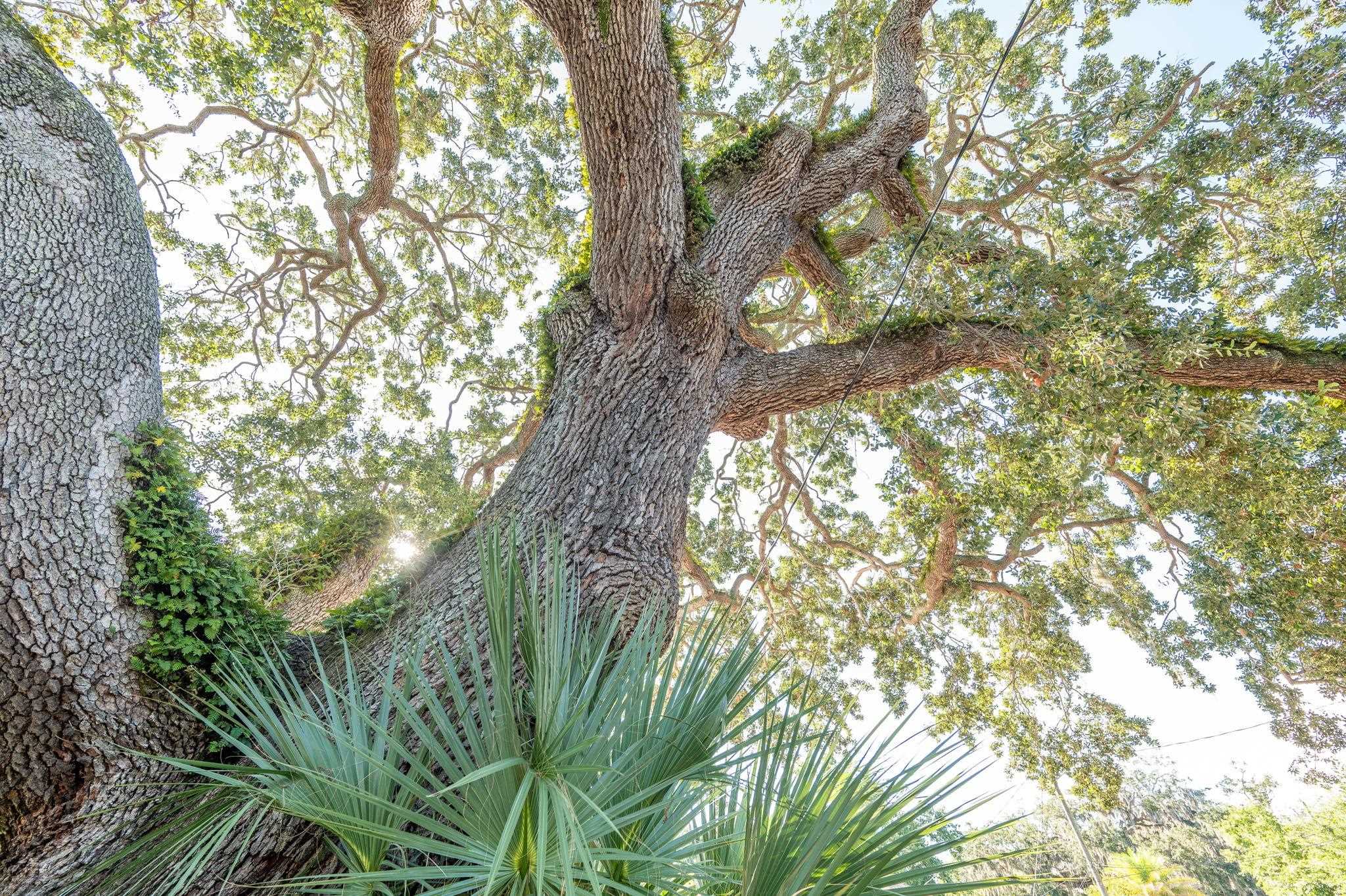 135 Blanco Street St. Augustine, FL 32084 - Photo 33 of 35