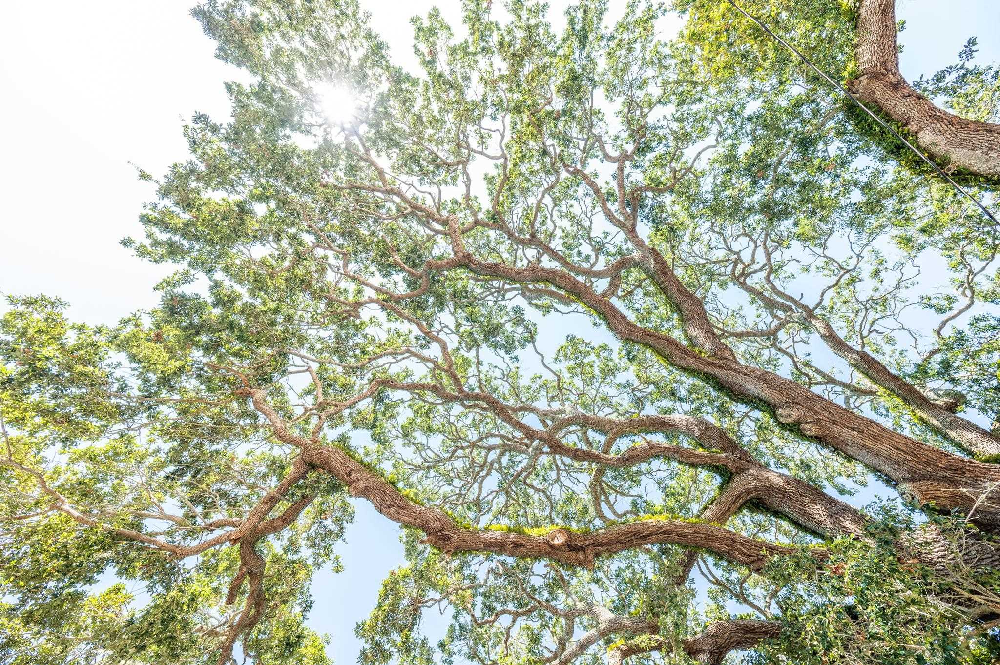 135 Blanco Street St. Augustine, FL 32084 - Photo 34 of 35 a view of tree