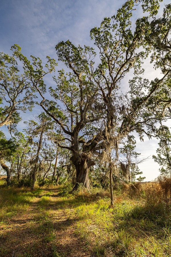 0 Oak Bluff Road Southeast Darien, GA 31305 - Photo 24 of 29