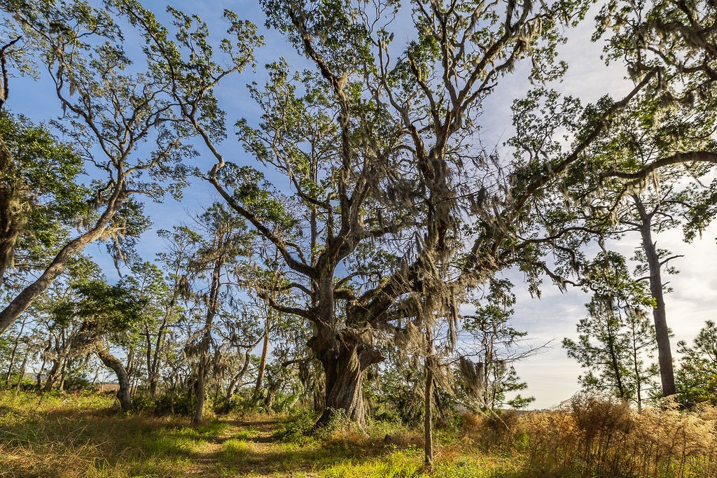 0 Oak Bluff Road Southeast Darien, GA 31305 - Photo 25 of 29