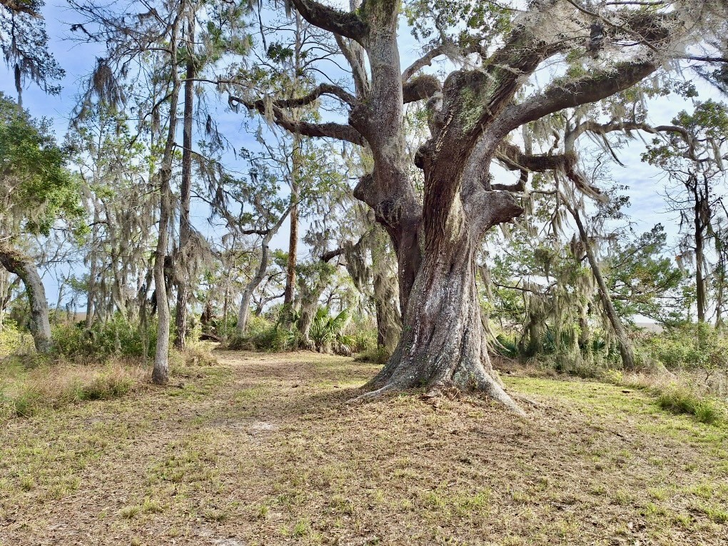 0 Oak Bluff Road Southeast Darien, GA 31305 - Photo 3 of 29