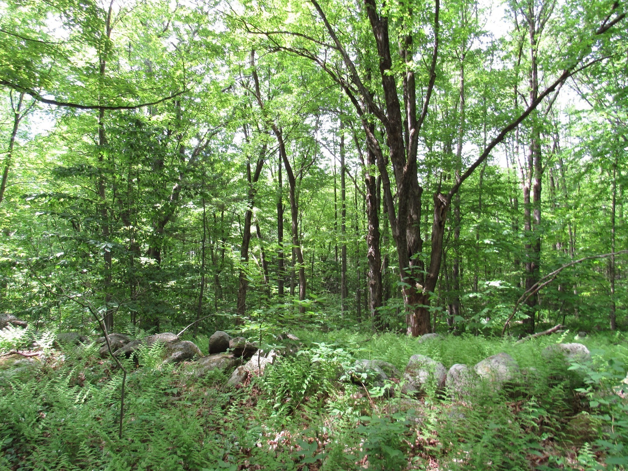 0 Lynes Road Chester, MA 01011 - Photo 3 of 4 Gallery Image 3