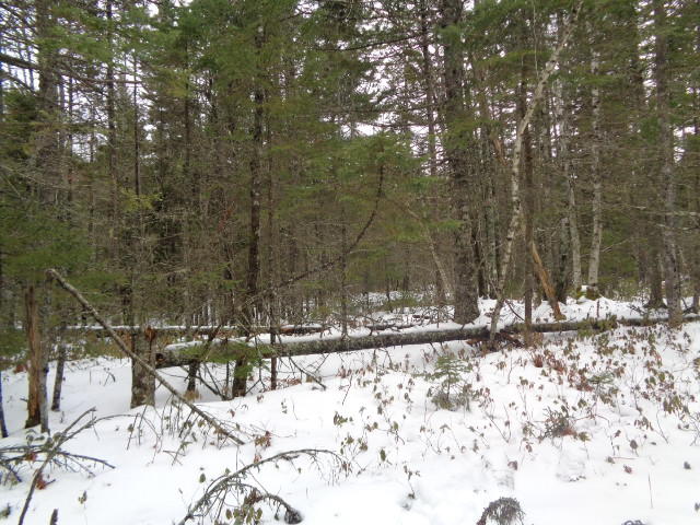 0 Back Bay Road Milbridge, ME 04658 - Photo 10 of 10 DSC04476