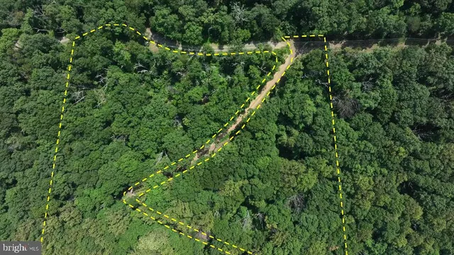 a view of a lush green forest with lots of trees