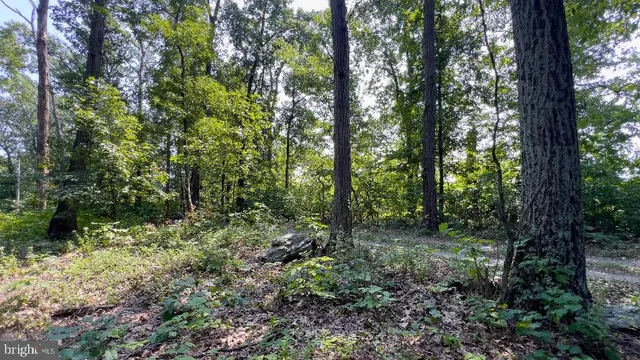 a view of a lush green forest