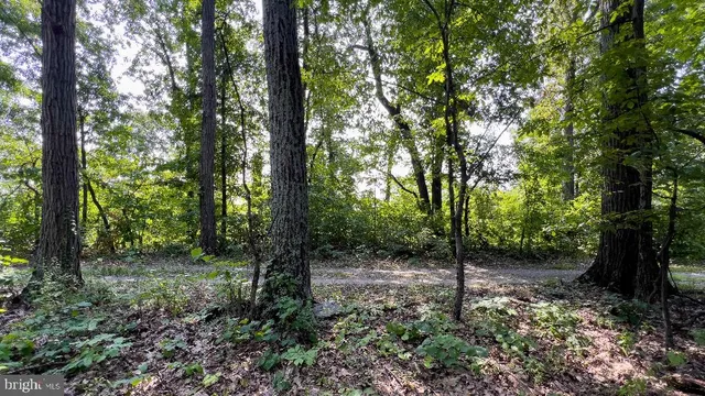 a view of a forest with trees