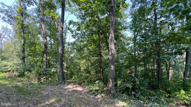 a view of a forest with trees in the background