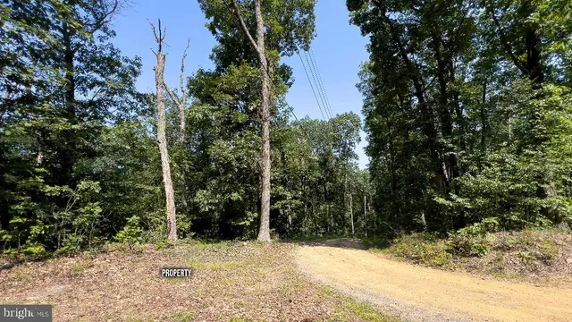 a view of a yard covered with trees