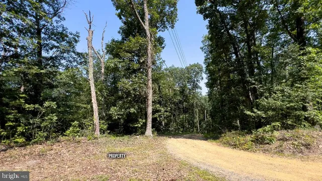 a view of a yard covered with trees