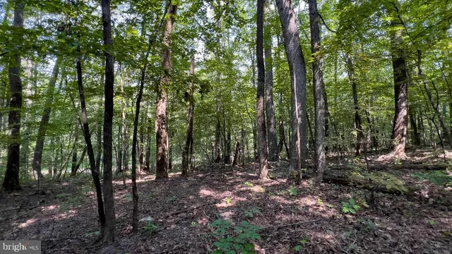 a view of outdoor space and green space