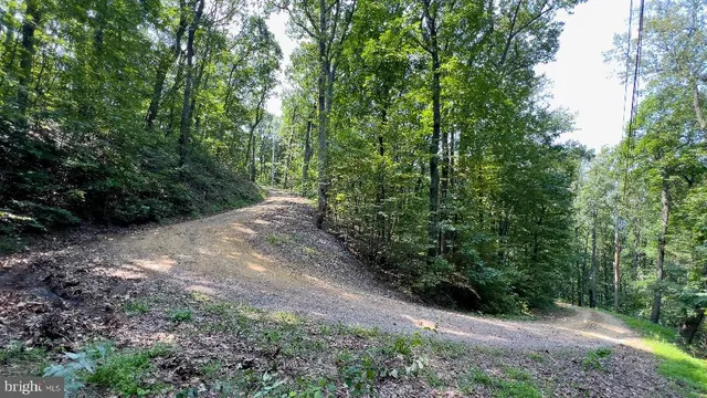 a view of a forest with lots of trees