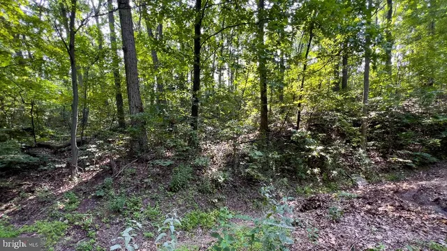 a view of a forest with trees