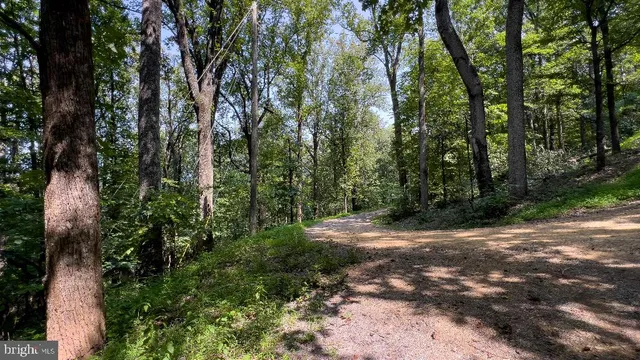 a view of a forest with trees in front of it